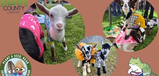 Golden Meadow Goats