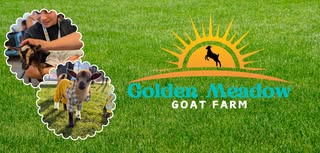 Golden Meadow Goats