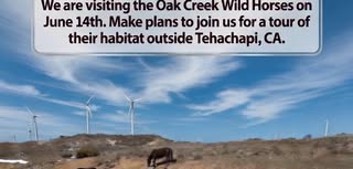 Oak Creek Wild Horses Tour