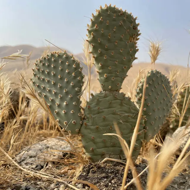 Volunteer Day: Backcountry Bakersfield Cactus Planting