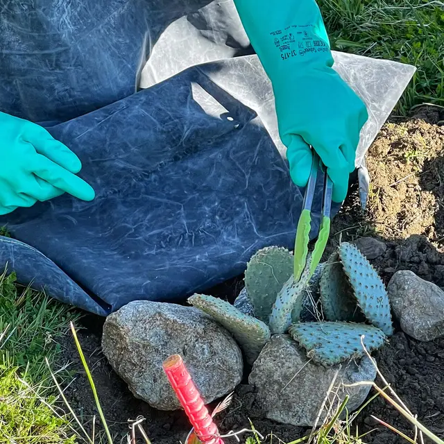 Volunteer Day: Backcountry Bakersfield Cactus Planting