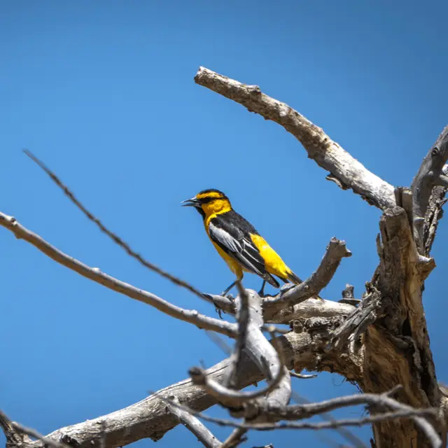 Birding with Audubon Society's Reed Tollefson