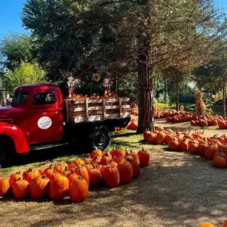 Banducci's Family Pumpkin Patch
